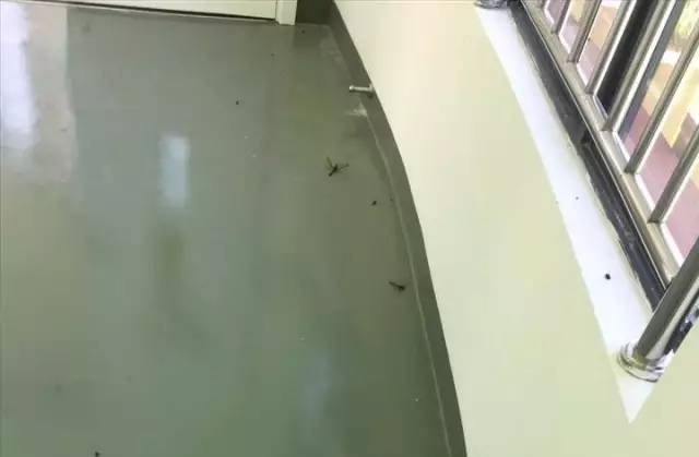 死尸遍地！寧波一幼兒園裝修后現(xiàn)場(chǎng)觸目驚心！